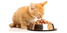Хороший корм поможет котенку вырасти здоровым и сильным