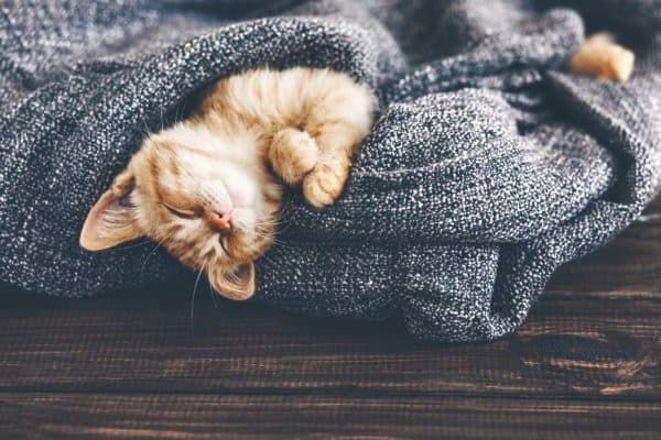 Если ваш котенок стал вялым и сонным - обратитесь к ветеринару