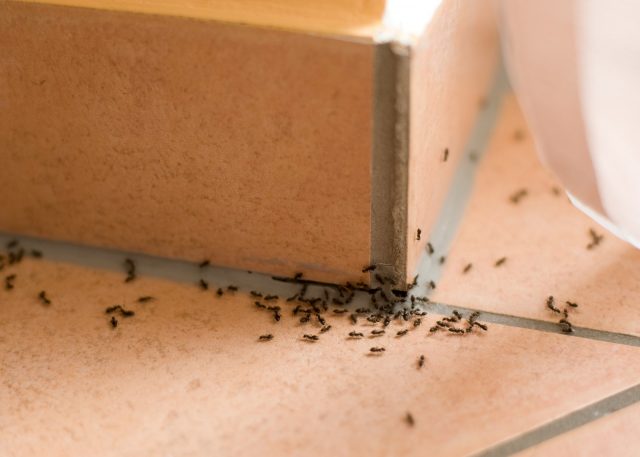 Средство от муравьев в квартире: какое лучше?